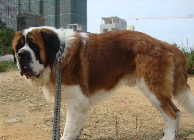 给圣伯纳犬配种需要注意什么 | 宠物狗饲养