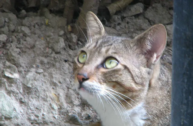 喵星人图片_萌猫高清照片 | 宠物猫图片