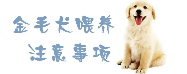 金毛犬喂养注意事项 | 宠物病虫害防治