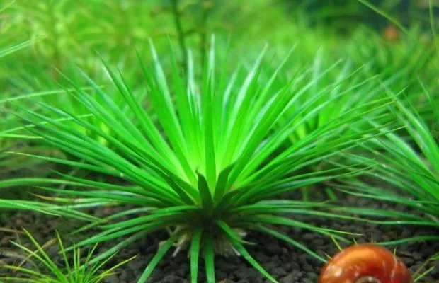 热带水草的种植经验 | 宠物病虫害防治