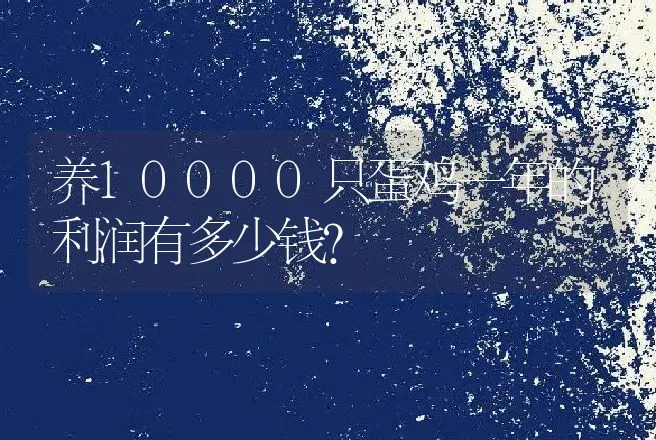 养10000只蛋鸡一年的利润有多少钱？ | 家禽养殖