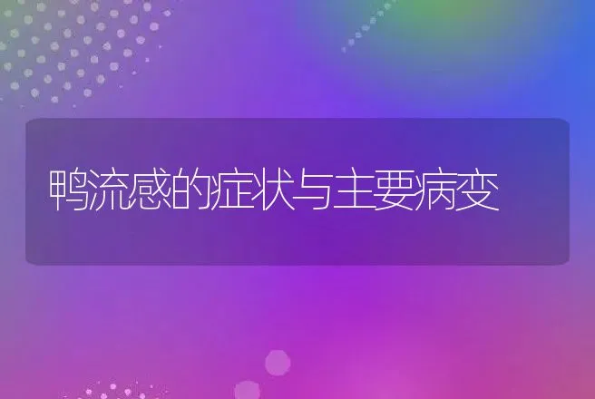 鸭流感的症状与主要病变 | 动物养殖