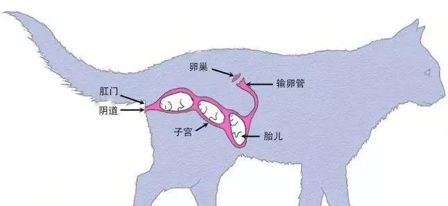 繁育人要知道的：孕猫子宫与胎儿关系示意图 | 宠物猫饲养