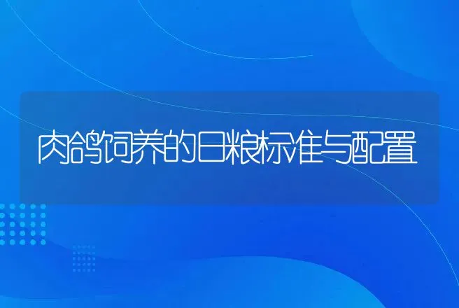 肉鸽饲养的日粮标准与配置 | 动物养殖