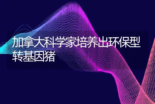 加拿大科学家培养出环保型转基因猪 | 动物养殖