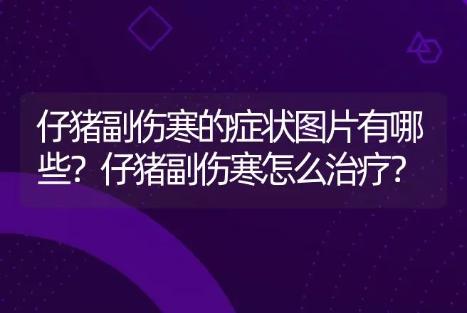 仔猪副伤寒的症状图片有哪些？仔猪副伤寒怎么治疗？ | 兽医知识大全