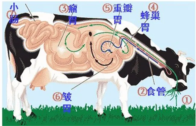 牛反刍的特点 | 养殖技术大全