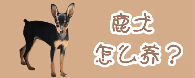 鹿犬怎么养 | 宠物病虫害防治