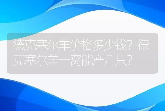 德克塞尔羊价格多少钱？德克塞尔羊一窝能产几只？ | 家畜养殖