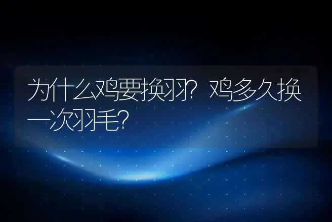 为什么鸡要换羽？鸡多久换一次羽毛？ | 家禽养殖