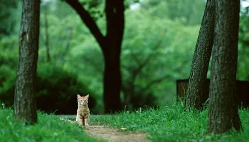 教你搞定猫咪和狗狗相处问题 | 宠物百科知识