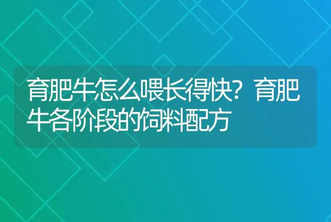 育肥牛怎么喂长得快？育肥牛各阶段的饲料配方 | 家畜养殖