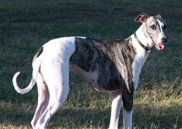 【格力犬】灵缇犬该如何训练 | 宠物狗训练技巧
