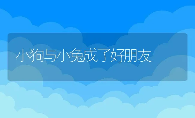 小狗与小兔成了好朋友 | 宠物猫