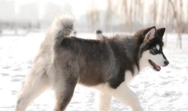 选购阿拉斯加雪橇犬如何分辨幼犬品质 | 宠物狗选购技巧