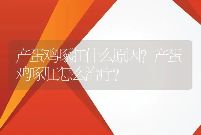 产蛋鸡啄肛什么原因？产蛋鸡啄肛怎么治疗？ | 兽医知识大全