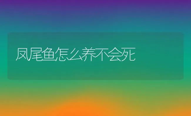 凤尾鱼怎么养不会死 | 宠物猫
