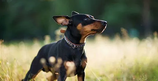 小鹿犬怎样训练它听话 | 宠物训练技巧