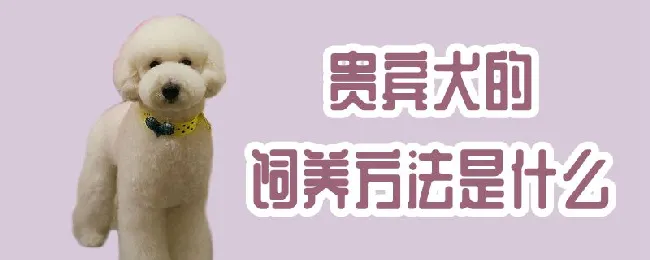 贵宾犬的饲养方法是什么 | 宠物病虫害防治