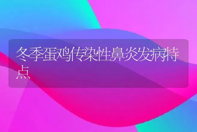 冬季蛋鸡传染性鼻炎发病特点 | 动物养殖