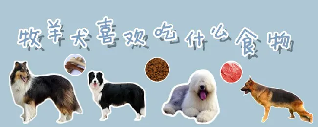 牧羊犬喜欢吃什么食物 | 宠物病虫害防治