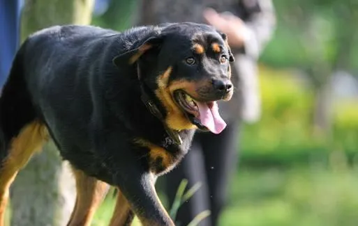 罗威纳犬的驯养方法 罗威纳犬适合于训练专项科目 | 宠物训练技巧