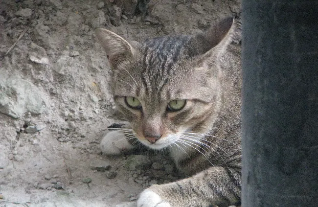 喵星人图片_萌猫高清照片 | 宠物猫图片