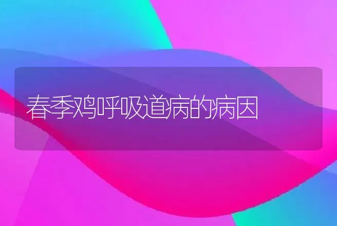 春季鸡呼吸道病的病因 | 兽医知识大全