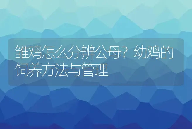 雏鸡怎么分辨公母？幼鸡的饲养方法与管理 | 家禽养殖