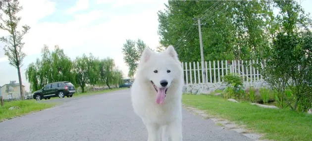 萨摩耶犬智商高不高，好养吗？萨摩耶犬价格|训练 | 宠物狗训练技巧