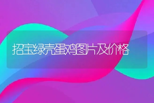 招宝绿壳蛋鸡图片及价格 | 家禽养殖