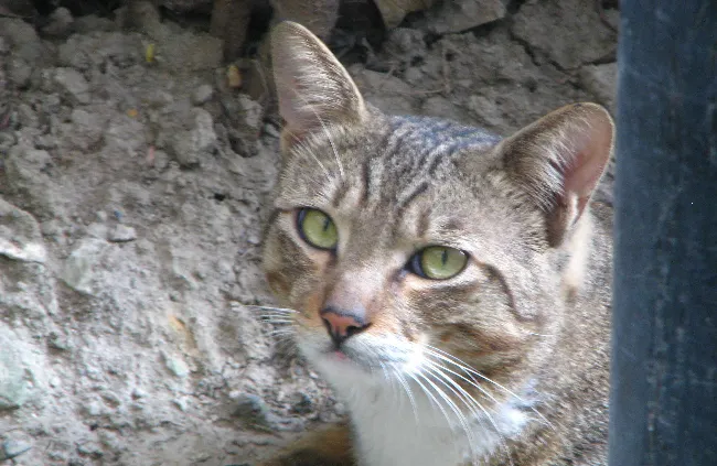 喵星人图片_萌猫高清照片 | 宠物猫图片