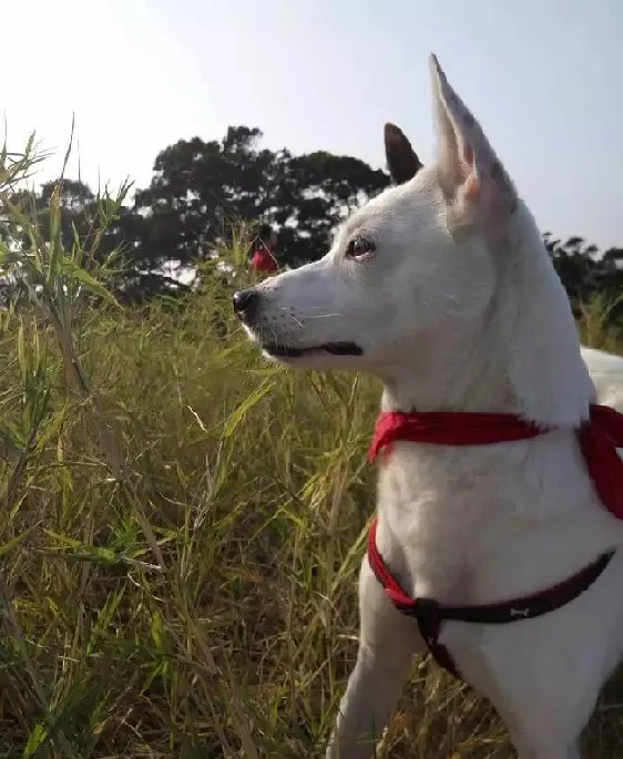 深圳将中华田园犬移出禁养名单 | 宠物政策法规