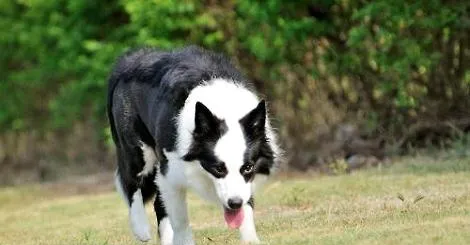 边境牧羊犬流鼻涕了要怎么治疗？ | 宠物病虫害防治