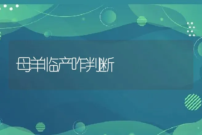 母羊临产咋判断 | 动物养殖