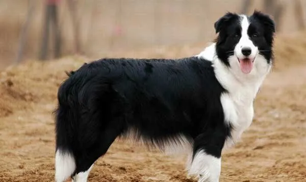 [边境牧羊犬的价格]边境牧羊犬多少钱及各地参考价格 | 宠物狗选购技巧