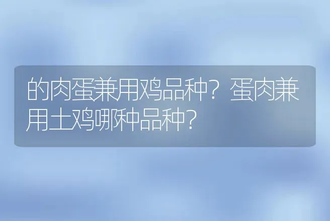 的肉蛋兼用鸡品种？蛋肉兼用土鸡哪种品种？ | 家禽养殖