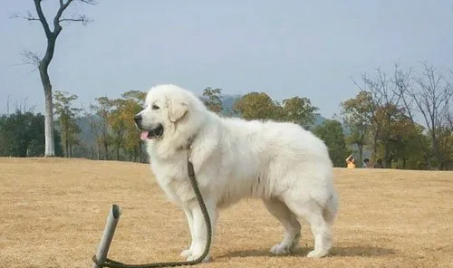 盘点体味最轻狗狗排行榜 柴犬名列榜首 | 宠物新闻资讯