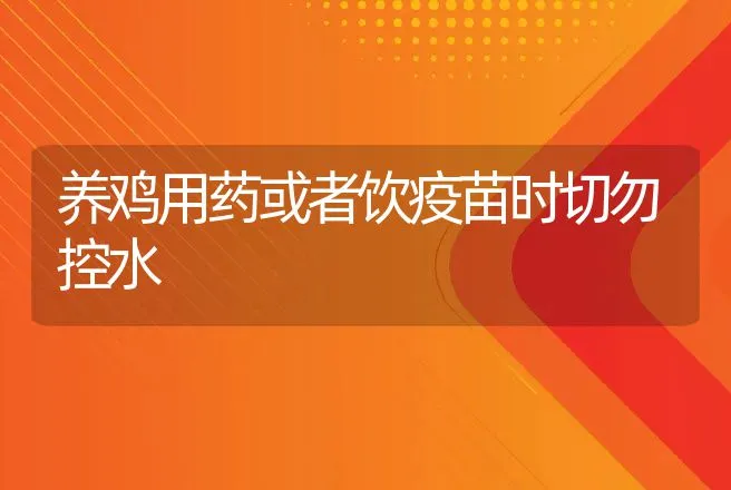 养鸡用药或者饮疫苗时切勿控水 | 动物养殖