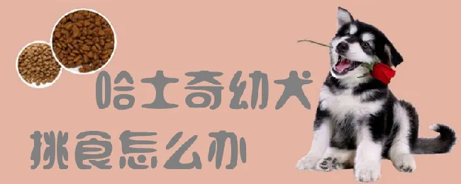 哈士奇幼犬挑食怎么办 | 宠物病虫害防治