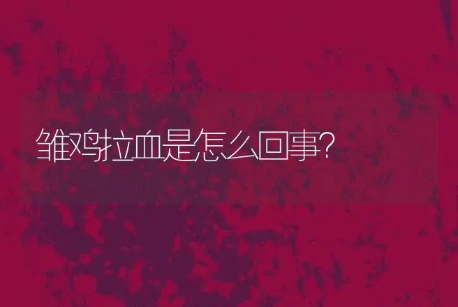 雏鸡拉血是怎么回事？ | 兽医知识大全