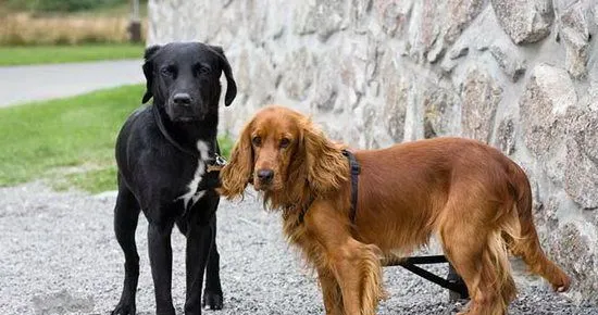 英国可卡犬怎么美容 英国可卡犬美容流程 | 宠物病虫害防治