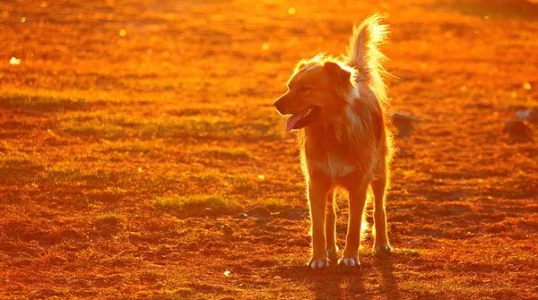 【金毛图片】夕阳下嬉戏的金毛犬 | 宠物狗图片