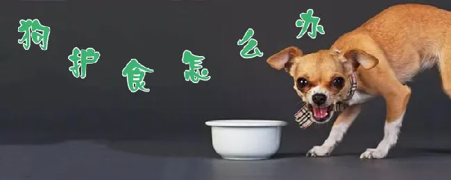 狗狗护食怎么调教 | 宠物病虫害防治