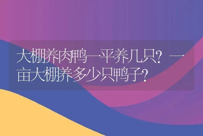 大棚养肉鸭一平养几只？一亩大棚养多少只鸭子？ | 家禽养殖