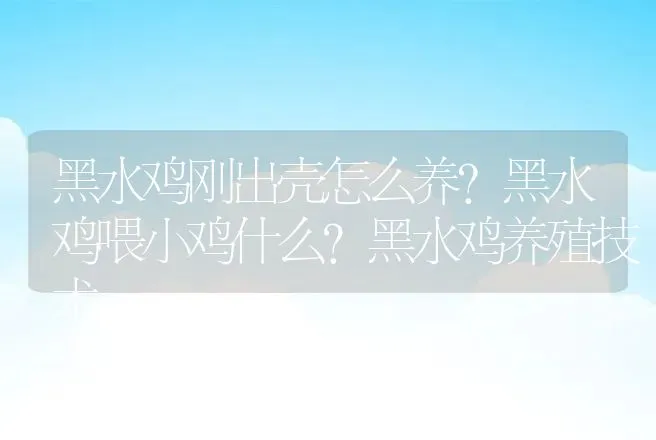 黑水鸡刚出壳怎么养？黑水鸡喂小鸡什么？黑水鸡养殖技术 | 家禽养殖