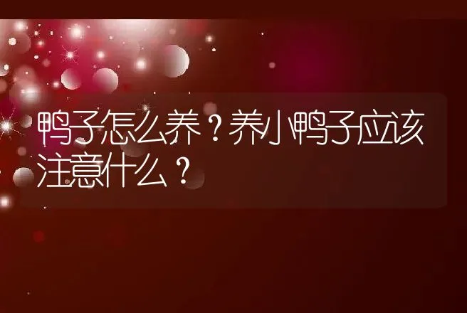 鸭子怎么养？养小鸭子应该注意什么？ | 家禽养殖