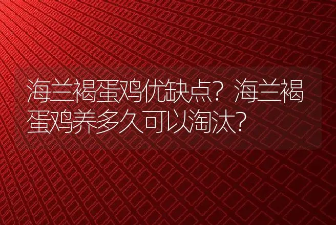 海兰褐蛋鸡优缺点？海兰褐蛋鸡养多久可以淘汰？ | 动物养殖