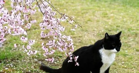 乌云踏雪猫怎么养？乌云踏雪猫介绍 | 宠物病虫害防治