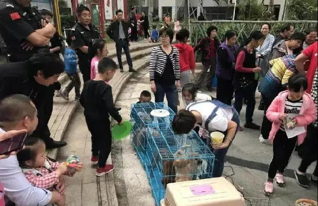 深圳将中华田园犬移出禁养名单 | 宠物政策法规